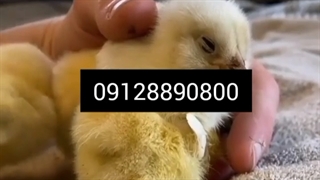 فروش جوجه گوشتی