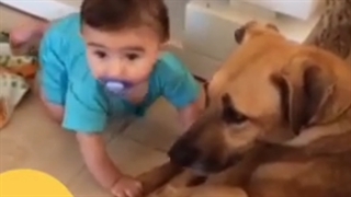 حمله وحشیانه سگ خانگی به نوزاد ۷ ماهه