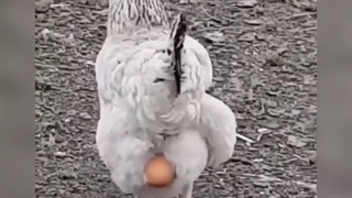 فروش مرغ تخم گذار