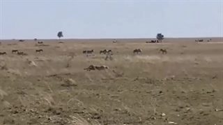 لحظه هیجان‌انگیز فرار غزال از دست یوزپلنگِ بی‌رحم