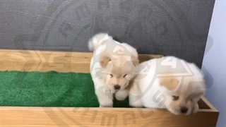 توله چاوچاو سفید نر و ماده