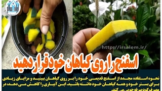 اسفنج را روی گیاهان خود قرار دهید (نتیجه شگفت انگیز را ببینید)