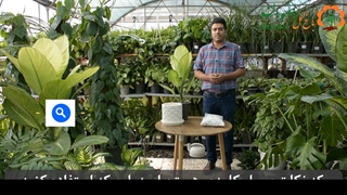 نکات تعویض گلدان