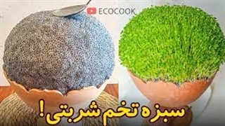 کاشت سبزه تخم شربتی عید (بذر ریحان) با روش بسیار جالب