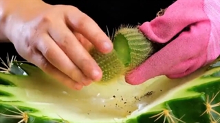 دانستنی های لازم و کاربردی گل و گیاه آپارتمانی با آنی حامی Ani Hami