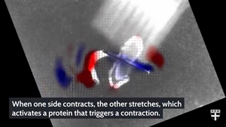 ماهی بیوهیبرید ساخته شده از سلول های قلب انسان که با ضربان قلب شنا می کند