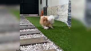 سگ پامرانین | یک سگ عالی برای آپارتمان