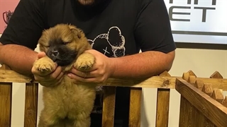 سگ چاو چاو | ویژگی های سگ چاو چاو | Panpetkc