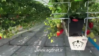 گلخانه توت فرنگی هیدروپونیک