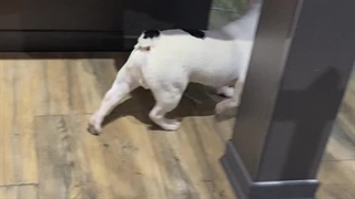 سگ بولداگ فرانسوی  | Panpetkc