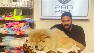 سگ چاو چاو | Panpetkc