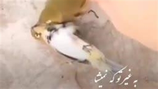 حتماببینید.! معنی‌زندگی (#عشق )تاکجا مگه‌میشه +18