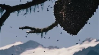 گرفتن توده مهاجر یا ازدحام زنبورها