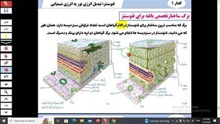 فیلم تدریس گفتار 1 فصل 6 زیست دوازدهم تبدیل انرژی نور به شیمیایی-فتوسیستم-دکتر مهدی محمد حسین زاده
