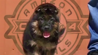 سگ ژرمن - توله ژرمن اصیل