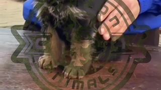 سگ ژرمن شولاین اصیل - توله ژرمن