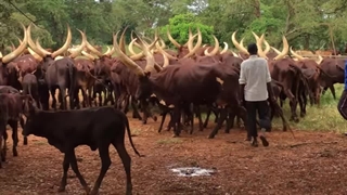 شاخ های شگفت انگیز یک گله گاو