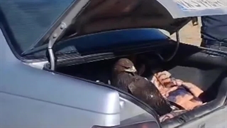 رها سازی یک بهله عقاب طلایی در ارتفاعات گیلان غرب توسط دوستداران طبیعت و محیط زیست