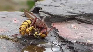 مبارزه سه جانبه بین انواع زنبورها