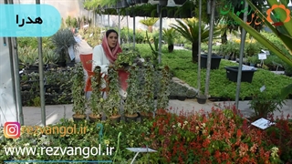 معرفی گیاه هدرا