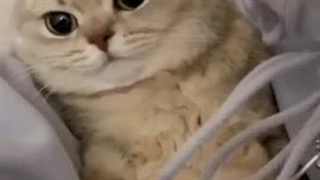 چقدر کیوتهههه*-*