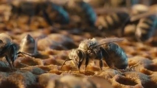 زنبور عسل نر {درون}