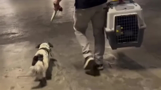 همه چیز از یک صبح زود تو پارک شروع شد.It all started early one morning in the park