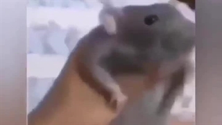 فرق دختر و پسر وقتی موش میبینن