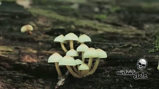 آیا ممکنه یک ویروس یا قارچ انسان رو واقعا به زامبی تبدیل کنه؟