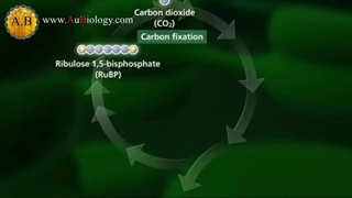انیمیشن چرخه کالوین- گیاهان C4 و CAM (فیلم کمک آموزشی درس فیزیولوژی گیاهی)