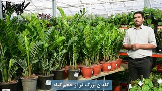 نحوه نگهداری از گیاه زاموفیلیا