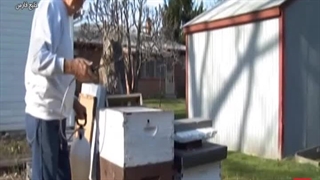 نصب کندوی تازه