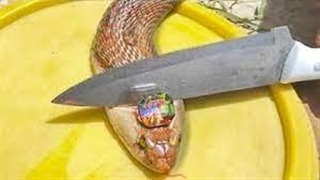 اگر یک سنگ اینطوری روی مار پیدا کردید میلیونر میشوید!