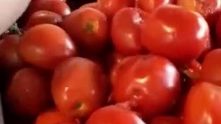 دستگاه رب گیر آبگوجه گیر رب گیری رب گوجه صنعتی"بازار طلایی"۰۹۹۲۵۰۴۰۶۶۳