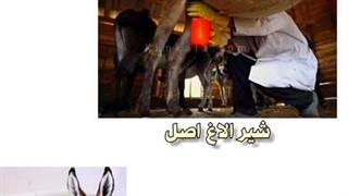 خواص درمانی شیر الاغ برای ریه و بیمارهای پوستی و سرطان 09120132883 آکنه