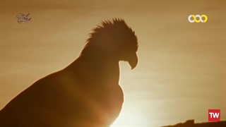 شگفتی‌های حیوانات ؛ 2014 ؛ فصل 1 ؛ قسمت 12