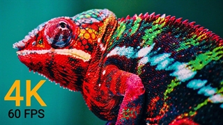 زیبایی حیوانات با لنز ریزبین