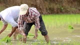 خرید برنج ایرانی