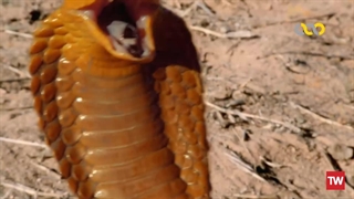 مرگ‌بارترین حیوانات آفریقا ؛ 2020 ؛ فصل 6 ؛ قسمت 3