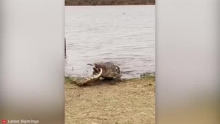 15 صحنه شکار از شکارچیان طبیعت