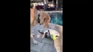 من و داداشم هر روز به روایت فیلم@-@