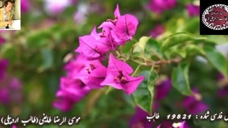 غزلیات شیرین طالب | شعف عاشقی | ادبیات فارسی با طالب خوانی