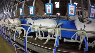 مزرعه پرورش بز سانن