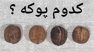 گردو و تشخیص گردو