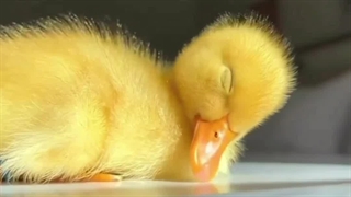 داستان آرامش در خواب و اردک کوچولو