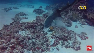 مرگ‌بارترین حیوانات آفریقا ؛ 2021 ؛ فصل 7 ؛ قسمت 2