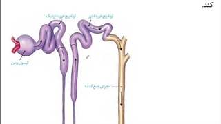 حل تست زیست دهم، فصل ۵