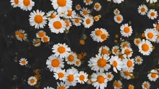 طبعیت وحشی لطفا ب کانال روبیکای من بیاییدhttps://rubika.ir/mojtTok