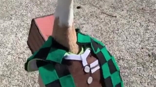 Kamado ahiru-kun♪ \(^ω^\ )