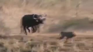 نبرد شیرها - ویدئو پربازدید در یوتیوب